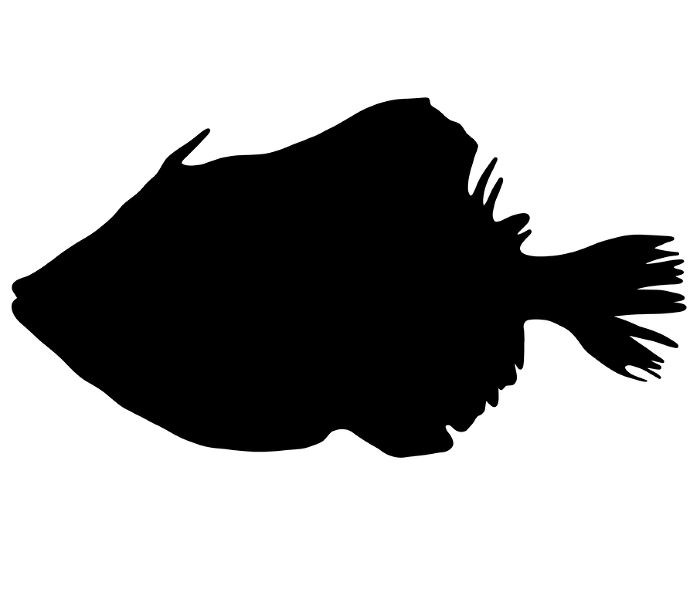Cute silhouette of a leatherfish