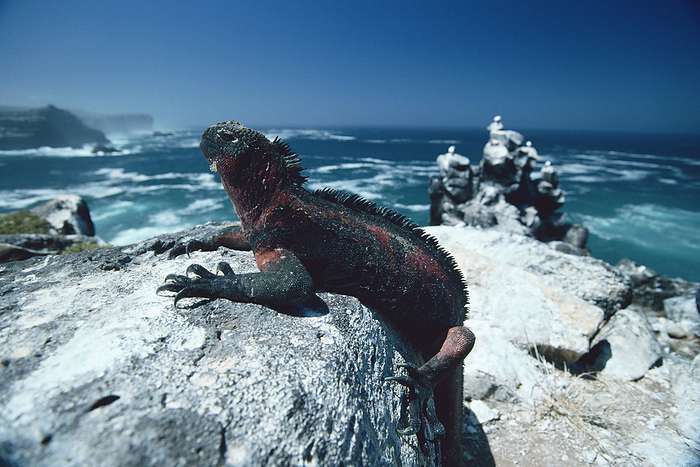 Galapagos Española Island Sea Iguana