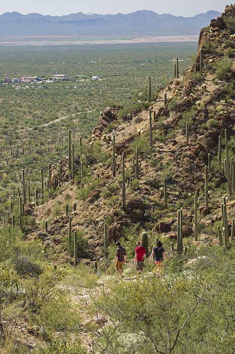 Hikers amongst cacti in desert terrain, USA Hikers walking amongst saguaro cactus  Carnegiea gigantea  and other desert flora in Tucson Mountain Park, Arizona, USA.