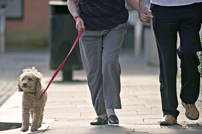 Dementia animal therapy Dementia animal therapy. Dog being walked by a husband and wife who are using a service provided by a community based dementia resource centre. Dementia is a general term for conditions that lead to changes in a person s ability to think, remember and function. The symptoms include memory loss, personality changes and confusion. Walking a dog is an example of an activity that helps stave off the effects of dementia. This dog is provided by the Kilmarnock Resource Centre, in Ayrshire, Scotland. The centre provides community based support for those with a diagnosis of dementia, both under and over the age of 65. The resource centre offers a wide variety of groups and activities, as well as support from a dementia advisor and a dementia social worker. Photographed in 2016.
