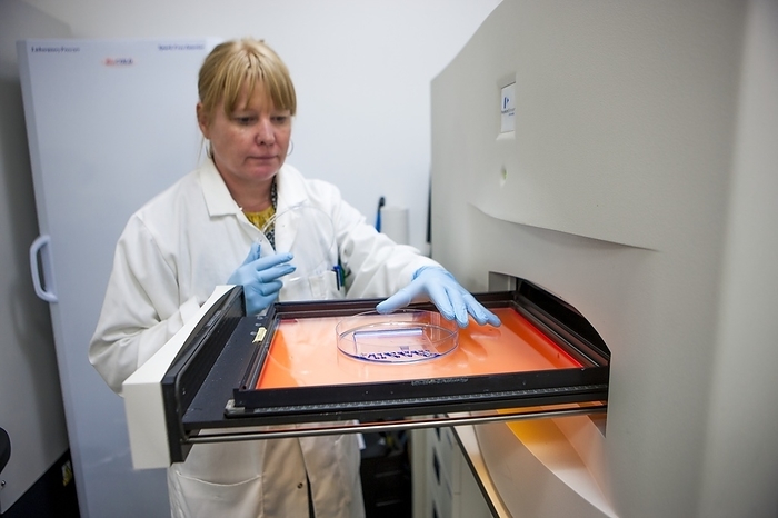Protein analysis Protein analysis. Researcher handling a gel as part of a protein analysis being carried out in a laboratory. The system being used here is the ProXPRESS Proteomic Imaging System. This system uses visible and ultraviolet light to measure and analyse the results of the use of a range of protein stains and dyes. This is part of a proteomics and mass spectrometry service provided both to researchers at the University of Dundee, Scotland, and to academic and industrial clients worldwide. Photographed in 2016, in Dundee, Scotland.