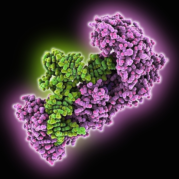 Transfer RNA synthetase complex Isoleucyl transfer RNA  tRNA  synthetase complex. Computer model showing the structure of isoleucyl tRNA  transfer ribonucleic acid  synthetase  magenta  complexed with isoleucyl tRNA  green . tRNA  transfer ribonucleic acid  translates messenger RNA  mRNA  into a protein product. Each tRNA molecule carries a specific amino acid, in this case isoleucine. Isoleucine is attached to tRNA Ile  by the enzyme isoleucyl tRNA synthetase.