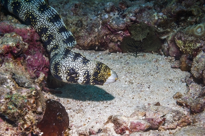 Snowflake moray eel Snowflake moray eel  Echidna nebulosa . Photographed off the island of Malapascua in the province of Cebu in the Philippines.