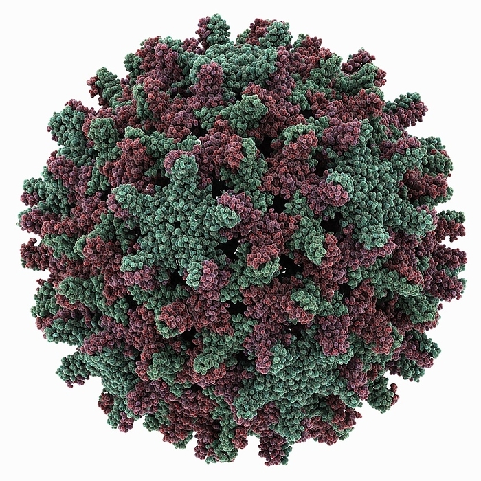 Hepatitis B virus capsid molecule Hepatitis B virus capsid molecule. Computer model showing the structure of the hepatitis B virus capsid.