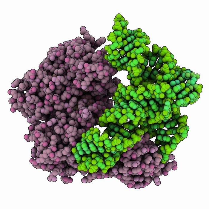 Tyrosyl tRNA synthetase complex Tyrosyl tRNA synthetase complexed with tRNA  transfer ribonucleic acid . Computer model showing the structure of tyrosyl tRNA synthetase  taupe magenta  complexed with tRNA  green . From Thermus thermophilus.
