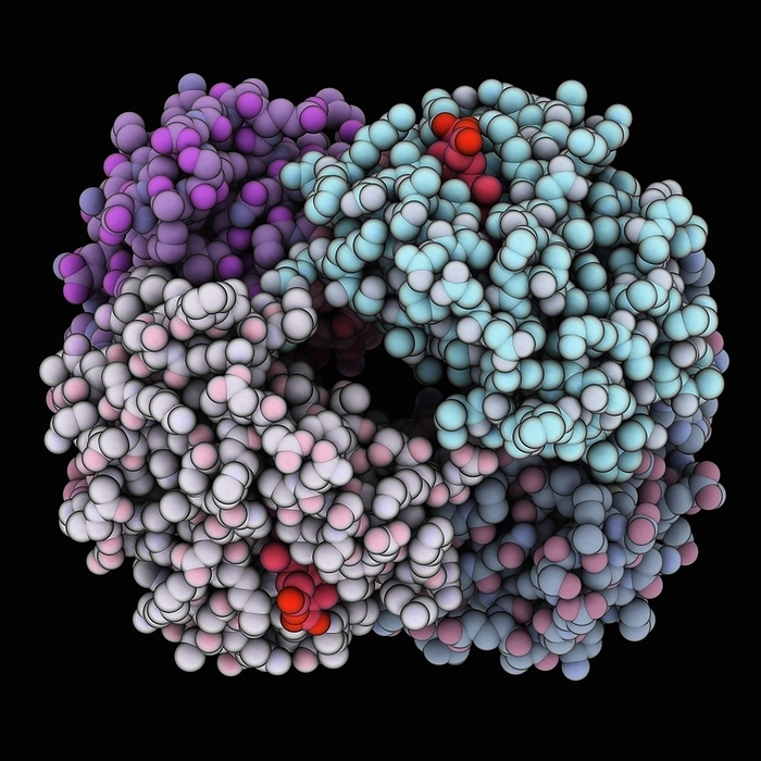 Human deoxyhaemoglobin molecule Human deoxyhaemoglobin molecule. Computer model showing the structure of human haemoglobin with alpha chain  light grey red, cyan  and beta chain  purple, dark grey red . Hemes shown in red.