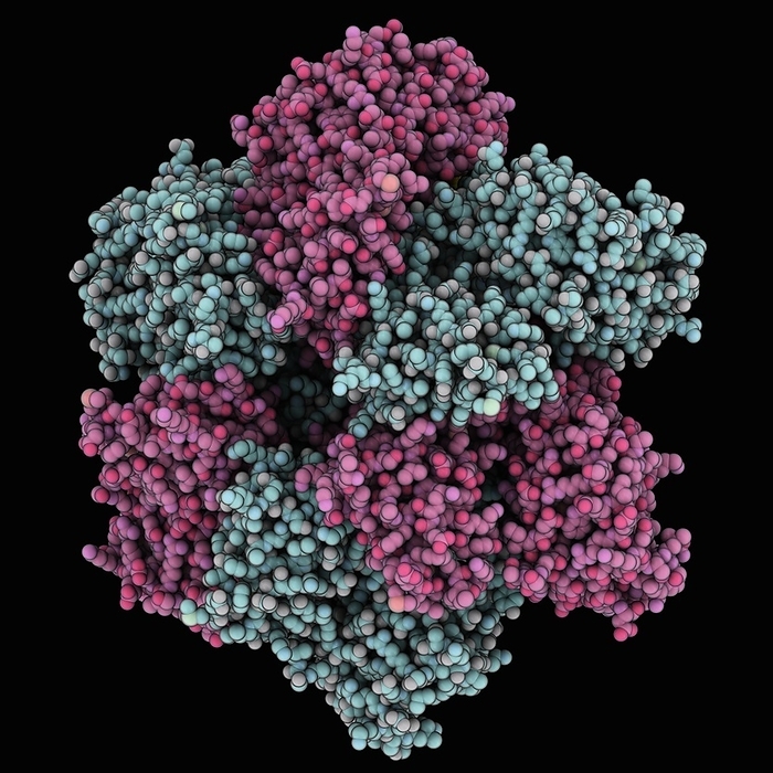 Simian virus SV40 large tumour antigen Simian virus SV40 large tumour antigen. Computer model showing the hexameric structure of the large tumour antigen. From macaca mulatta polyomavirus 1.