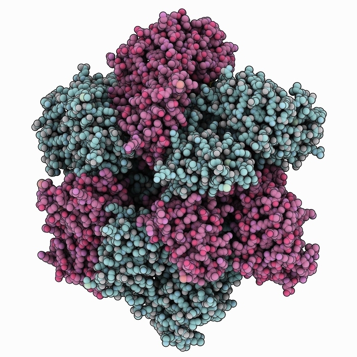 Simian virus SV40 large tumour antigen Simian virus SV40 large tumour antigen. Computer model showing the hexameric structure of the large tumour antigen. From macaca mulatta polyomavirus 1.