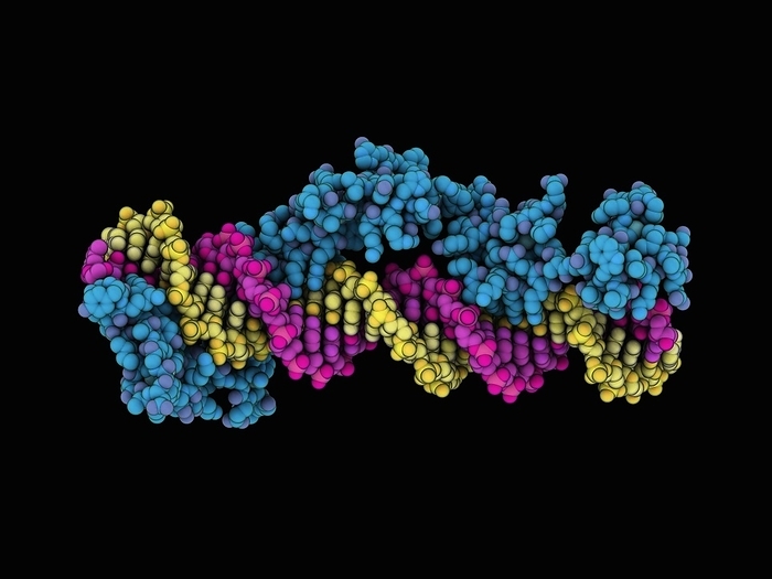 Zinc finger domain complexed with DNA Zinc finger domain complexed with DNA  deoxyribonucleic acid . Computer model showing the zinc finger domain of the transcription factor IIIA  blue  complexed with synthetic DNA  magenta, yellow . From Xenopus laevis.