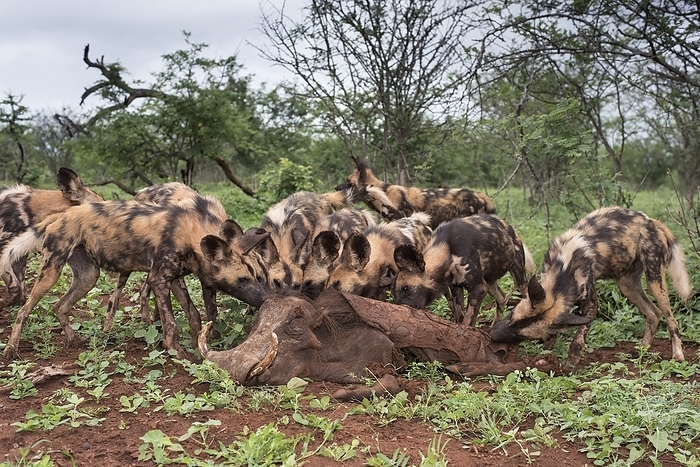 African hunting dogs with Warthog carcass African wild dog  Lycaon pictus  pack feasting on the carcuss of a Warthog  Phacochoerus africanus  they had killed. Photographed in Zimanga Private Reserve, Kwa Zulu Natal, South Africa. This species, also called the African wild dog, African painted dog, Cape hunting dog or painted wolf, is a canid native to Sub Saharan Africa. It is a very sociable animal which lives and hunts in packs and is unfortunately critically endangered.