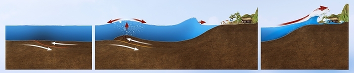 Underwater earthquake and tsunami, illustration Underwater earthquake and tsunami. Illustration of a large underwater earthquake creating a hump of seawater that flows out to either side  arrows , causing tsunamis on nearby coasts. The vertical movement of the seabed on a fault line  usually a subduction zone  displaces the water above it in what is called a megathrust earthquake. The waves move rapidly  hundreds of kilometres an hour  in the open sea. As they approach shore, water recedes from the coast as the slowing waves bunch up in shallow areas. A large mass of water several metres high then rolls ashore as a tsunami, causing immense damage and destruction.