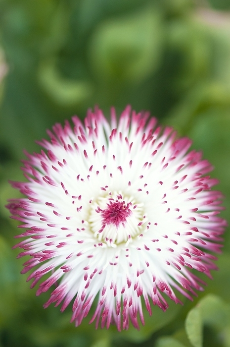Bellis perennis  Habanera White with Red Tips  Bellis perennis  Habanera White with Red Tips  in flower.