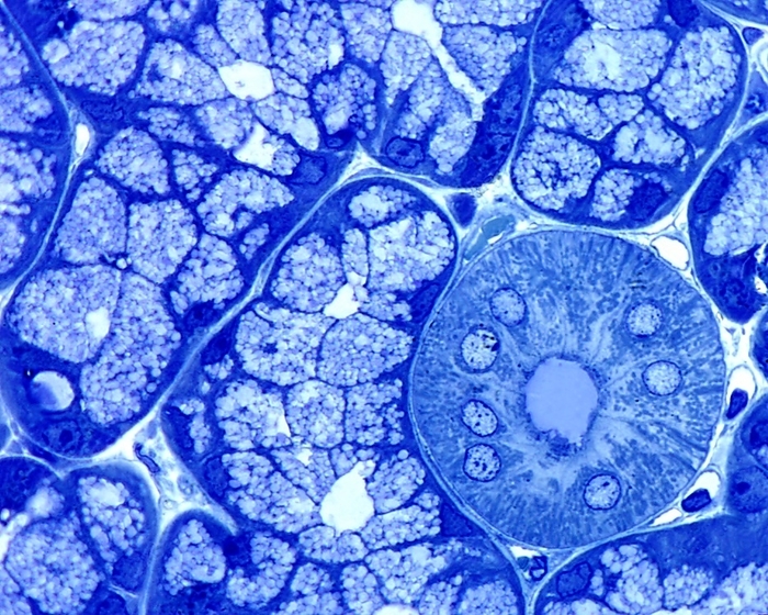 Sublingual gland, light micrograph Sublingual gland. Semi thin section  0.5 micrometres thick  stained with toluidine blue and embedded in a synthetic resin. The micrograph shows several mucous tubulo acini. To the right of the image there is a striated duct. Magnification: x900 when printed at 10 centimetres across.