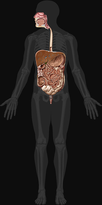 Digestive system coronal view, illustration Digestive system anterior view, illustration. System formed by the mouth, the digestive tract and its glands that uses mechanical action, enzymes or secretions to break down food, absorb nutrients and expel waste.