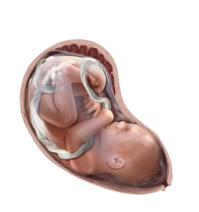 Foetus, illustration Foetus, illustration. Between the 8th week of pregnancy and birth, the human being developing in the uterus is called a foetus. It undergoes significant growth, especially during the second trimester, growing from 3 to nearly 20 inches. From the 12th week, its kidneys function and it starts to urinate in the amniotic fluid. Its cardiovascular system develops until the 3rd month and its digestive system until the 7th month.