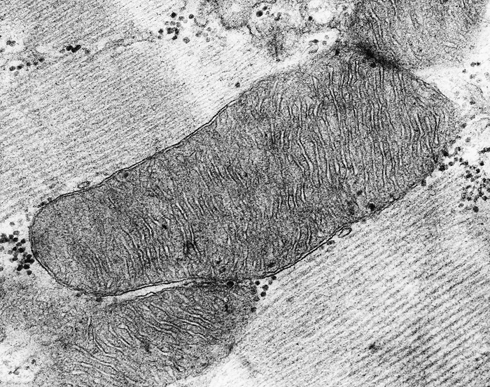 Mitochondrion from a heart muscle cell, TEM Mitochondrion from a heart muscle cell showing numerous cristae, transmission electron micrograph  TEM . The mitochondrion is a membrane enclosed organelle, found in most eukaryotic cells. Mitochondria are sometimes described as the  power plants  of the cell because they convert NADH and NADPH into energy in the form of ATP  adenosine triphosphate  through the process of oxidative phosphorylation. A typical eukaryotic cell contains about 2,000 mitochondria. Mitochondria contain DNA  deoxyribonucleic acid  that is independent of the DNA located in the cell nucleus. According to the endosymbiotic theory, mitochondria are descended from free living prokaryotes. Magnification: x12,290 when shortest axis printed at 25 millimetres.