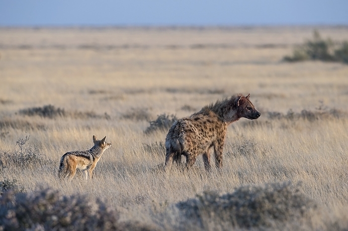 Black backed Jackal with Spotted Hyena A black backed jackal  canis mesomelas  closely and curiously follows a spotted hyena  crocuta crocuta  with bloodied face on the grass plains of Etosha national park, in Namibia. Although spotted hyenas do not hunt black backed jackals they could possibly kill or injure the jackal when competing over the remains of a carcass, as both species often scavenge. The hyena will however not expend much effort trying to catch the nimble jackal but both animals are opportunistic and aggressive.