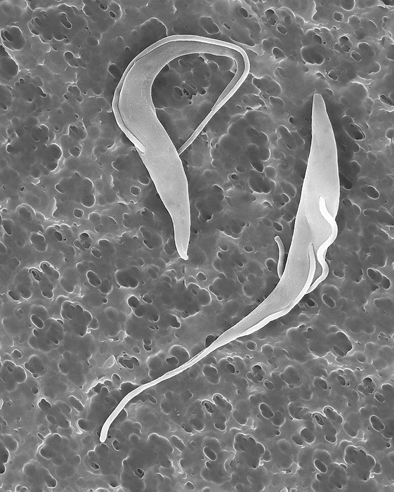 Trypanosome trypomastigotes protozoa, SEM Trypanosome trypomastigotes  Trypanosoma sp. , scanning electron micrograph  SEM . A parasitic hemoflagellated protozoan that causes trypanosomiasis  African sleeping sickness, Chagas disease . This trypanosome is a vector borne parasite transmitted by tsetse flies  Glossina spp. . The ribbon like flagellated trypomastigote is carried in the insects saliva  and faeces  and enters the human host through a wound made by the fly. This protozoan infects the blood, lymph and spinal fluid and rapidly divides. Upon entering the cerebral spinal fluid the parasite can damage brain tissue causing eventually causing death. Magnification: x1,000 when shortest axis printed at 25 millimetres.