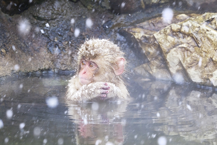 A monkey in a hot spring, Yamanouchi Town, Nagano Prefecture, Japan