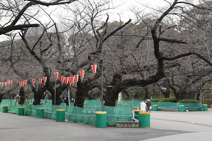 Tokyo bans partying beneath cherry blossoms in Ueno Park Fencing and signs set to ban this year s parties under the cherry blossoms trees are seen at Ueno Park on March 12, 2021, Tokyo, Japan. To reduce the new coronavirus spread in Tokyo local authorities set traffic pylons to walk in a single direction maintaining social distancing between visitors ahead of cherry blossoms season in the capital. According to the Japan Meteorological Corporation the cherry blossom season in Tokyo is expected to be from March 15, 11 days early than usual.  Photo by Rodrigo Reyes Marin AFLO 