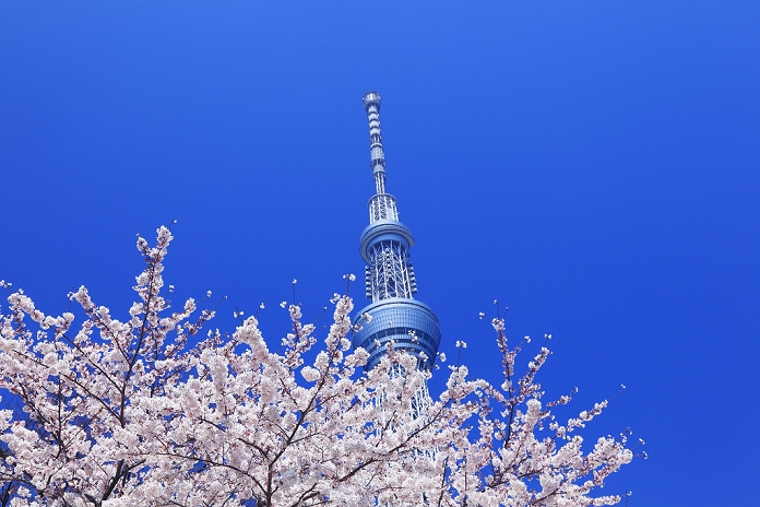 Tokyo Sky Tree and Cherry Blossoms