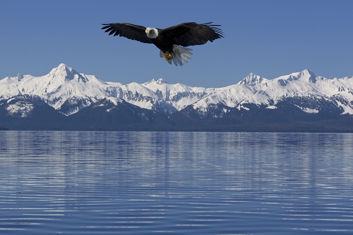 COMPOSITE: Bald Eagle soars over the calm waters of Lynn Canal with scenic Chilkat Mountains in the background, Tongass National Forest, Inside Passage, Southeast Alaska, Spring