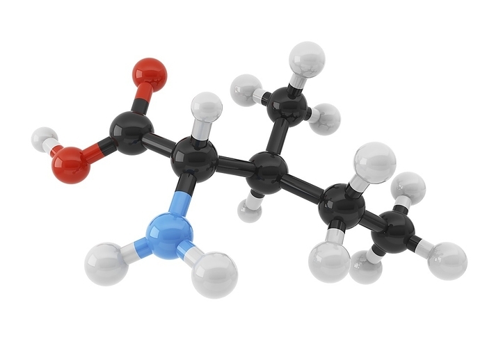 Isoleucine amino acid molecule Isoleucine amino acid molecule. Computer illustration showing the structure of a molecule of the amino acid isoleucine  C6.H13.N.O2 . Atoms are represented as spheres and are colour coded: carbon  black , hydrogen  white , nitrogen  blue  and oxygen  red . Isoleucine is an essential amino acid as it is unable to be produced by the body and must be sourced from the diet. It has many roles within the human body and is best known for its ability to support blood clotting at wound sites and assisting with muscle tissue repair. Isoleucine can also help to boost energy levels and improve stamina.