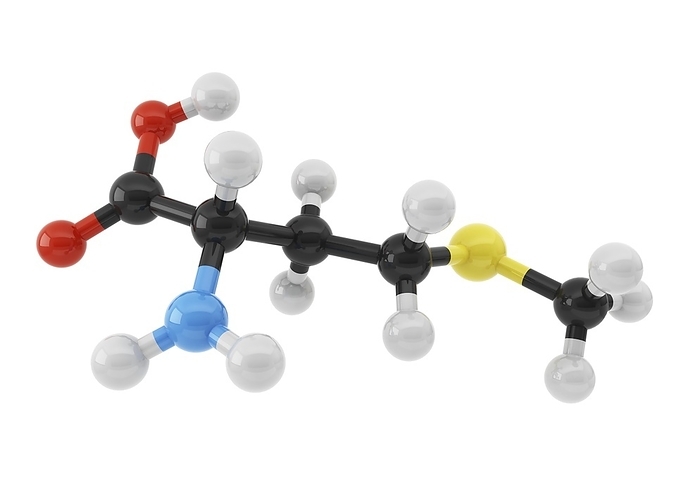 Methionine amino acid molecule Methionine amino acid molecule. Computer illustration showing the structure of a molecule of the amino acid methionine  C5.H11.NO2.S . Atoms are represented as spheres and are colour coded: carbon  black , hydrogen  white , nitrogen  blue , sulphur  yellow  and oxygen  red . Methionine is an essential amino acid, which are unable to be produced by the body and must be sourced from the diet. Its main functions include the building of various protein molecules and the synthesis of the amino acid cysteine.