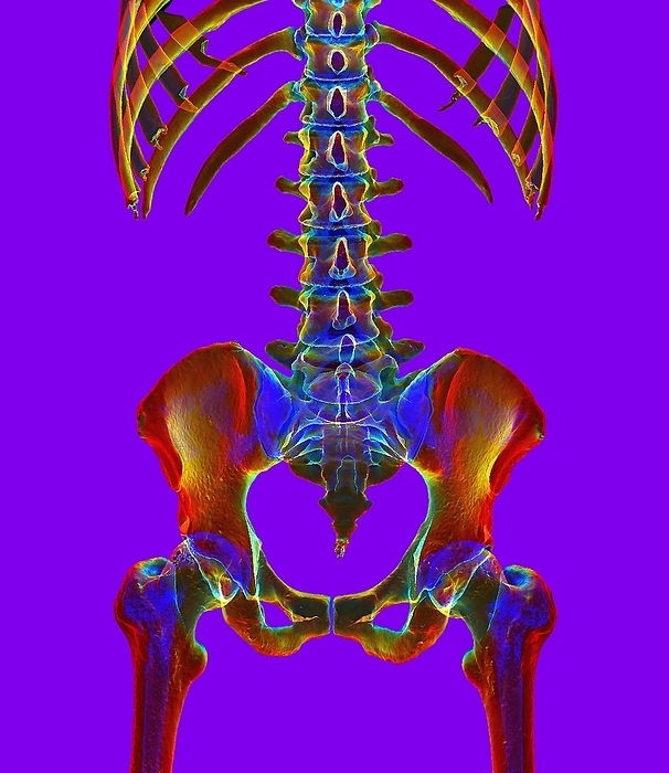 Lower spine and pelvis, illustration Lower spine and pelvis. Illustration based on a 3D computed tomography  CT  scan of the lower spine and pelvis of a human skeleton. The lower ribs and the upper part of the femurs  thigh bones  are also shown.