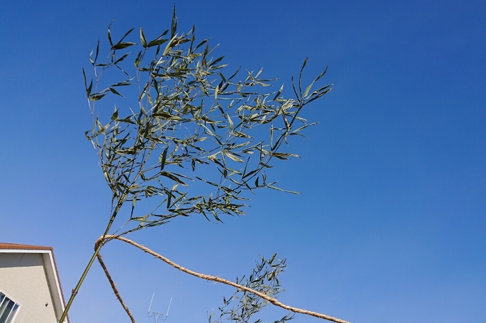 Green bamboo and blue sky at the ground-breaking ceremony