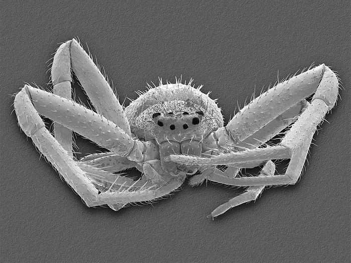 Crab spider  Misumena vatia , SEM Scanning electron micrograph  SEM  of goldenrod crab spider  Misumena vatia . Crab spiders hide in flowers and move sideways to align themselves with their prey, hence their name. They prey on insects such as flies or bees 2 to 3 times their size. These spiders may be yellow or white, depending on the flower in which they are hunting, as they can change their colour at will. Crab spiders change colour by secreting a liquid yellow pigment into the outer cell layer of the body. On a white base, this pigment is transported into lower layers, so that inner glands, filled with white guanine, become visible. If the spider dwells longer on a white plant, the yellow pigment is often excreted. It will then take the spider much longer to change to yellow, because it will have to produce the yellow pigment first. The colour change is induced by visual feedback. Magnification: x5.3 when shortest axis printed at 25 millimetres.
