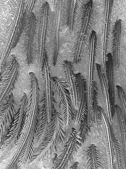 White banded fishing spider abdomen hairs, SEM Scanning electron micrograph  SEM  of White banded fishing spider  Dolomedes albineus . Shown in this image are the sensory hairs of the abdomen. The genus Dolomedes is a group of large spiders in the family Pisauridae. They are commonly known as fishing spiders. Almost all Dolomedes species are semi aquatic, with the exception of the which can also be tree dwelling in the southwestern United States. Many species have a striking pale stripe down each side of the body. Dolomedes spiders feed by waiting at the edge of a pool stream, then when they detect the ripples from the prey, they run across the surface to subdue it using their foremost legs and small claws. They then inject venom with their hollow jaws to kill and digest the prey. They mainly eat insects, but some larger species are able to catch small fish. Magnification: x240 when shortest axis printed at 25 millimetres.