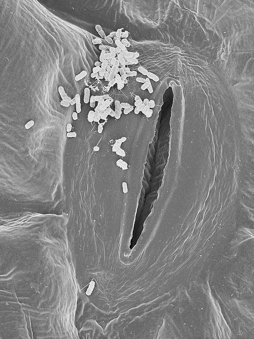 Spinach infected with E. coli, SEM Scanning electron micrograph  SEM  of Escherichia coli bacteria localized near a stoma from the common spinach leaf  Spinacia oleracea . Escherichia coli is a Gram negative, enteric, facultatively anaerobic, rod prokaryote  bacterium . Toxic E. coli strains, such as the E. coli 0157:H7 strain, are a health hazard and cause severe food poisoning and sometimes death. E. coli may grow on vegetables if the water used for irrigation is contaminated with animal faecal material. Even though washing is recommended, this electron micrograph shows that the E. coli bacteria are present in higher concentrations around stomata  openings for respiration in leaves  and can enter the leaves through the stomata. Once inside the leaf bacteria would be hard to remove by washing. Similar bacterial contamination has been found in lettuce and green onions. Magnification: x800 when shortest axis printed at 25 millimetres.