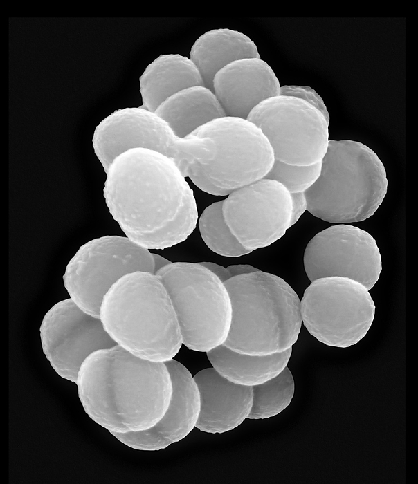 Deinococcus radiophilus, coccoid prokaryote, SEM Scanning electron micrograph  SEM  of Deinococcus radiophilus, Gram positive, aerobic, coccoid bacterium  prokaryote . This coccoid bacterium is highly resistant to extreme environmental conditions. Deinococcus radiophilus  formerly known as Micrococcus radiophilus  is an extremophile bacterium that is resistant to ionizing radiation. It is also known to degrade hydrocarbon compounds. Deinococcus sp. have thick cell walls that show gram positive staining, but they include a second membrane and thus are closer in structure to Gram negative bacteria. Deincoccus sp. form diploid or tetrad clusters of cells due to cell division. Magnification: x5,000 when shortest axis printed at 25 millimetres.