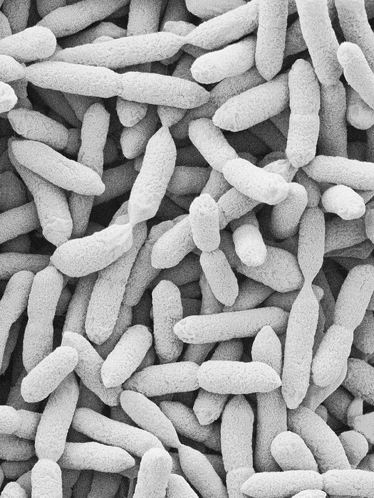 Oceanimonas baumannii, Gram negative, SEM Scanning electron micrograph  SEM  of Oceanimonas baumannii, Gram negative, aerobic, marine, rod prokaryote  bacterium . Oceanimonas baumannii is a gamma Proteobacterium  Protobacteria , capable of utilizing phenol as a sole carbon source. It is found typically in marine environments. Oceanimona s species are closely related to Pseudomonas and Aeromonas, and the genus was created during the taxonomic reorganization of the pseudomonads. Magnification: x2,935 when shortest axis printed at 25 millimetres.