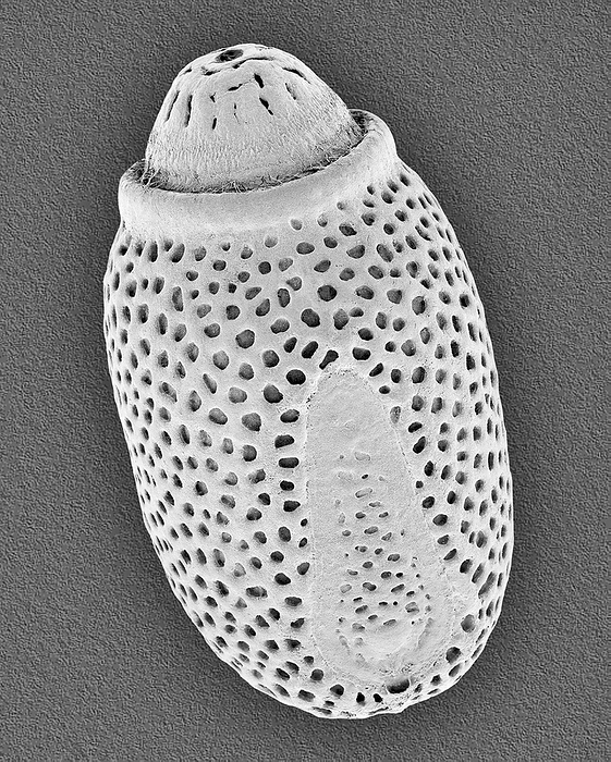 Walkingstick egg case, SEM Scanning electron micrograph  SEM  of Walking stick egg case  Acrophylla titan . Phasmids  stick or leaf insects  are typically either stick like or leaf like which provides them with excellent camouflage or mimicry. Phasmatodea can be found all over the world except for the Antarctic and Patagonia. They are most numerous in the tropics and subtropics. They are herbivorous and can be agricultural pests. Magnification: x5 when shortest axis printed at 25 millimetres.