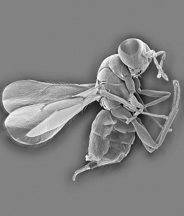Erythrina gall wasp, SEM Scanning electron micrograph  SEM  of Erythrina gall wasp  Quadrastichus erythrinae . Eulophid wasps  gall forming wasps  lay eggs into young tissue of certain types of trees. The Erythrina gall wasp lays eggs in to leaf and stem tissue of the Indian coral tree. The wasp larvae, which develop within the plant tissue, induce the formation of galls in leaflets, leaves, petioles and new shoots. Leaves curl and appear deformed while petioles and shoots become swollen. After feeding is complete, larvae pupate within the leaf and stem tissue. After pupation adult wasps emerge by cutting exit holes through to the outside. Heavily galled leaves and stems result in a loss of growth and in severe infestations can cause defoliation and death of the tree. Since its discovery on Oahu, Hawaii in April 2005, it has spread rapidly to the other islands of Hawaii. Magnification: x10 when shortest axis printed at 25 millimetres.