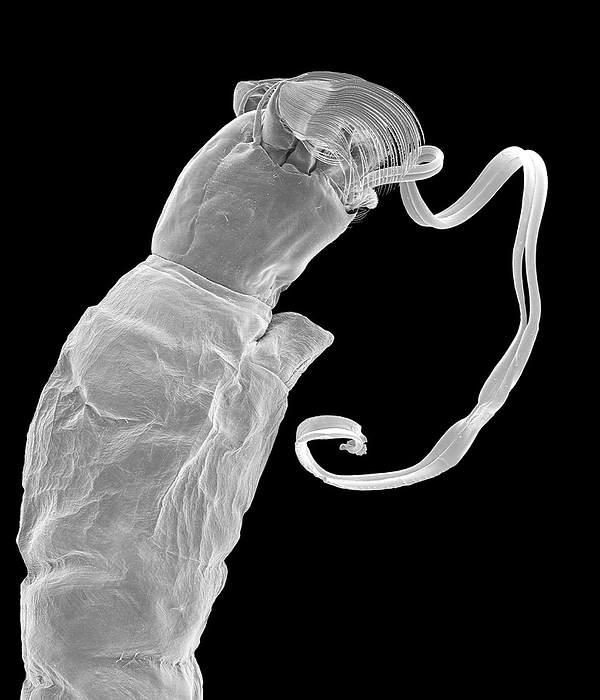 Black fly larva, SEM Scanning electron micrograph  SEM  of Black fly larva  Simulium hippovorum . Note the ribbon of silk coming from the mouth area. All known species of black flies produce silk for mooring lines for anchorage to substrates in flowing water. A pair of silk glands run the length of the body, The strands of silk emerge from a silk duct below the mouth and are cut and guided by a series of teeth on the mandible and hypostoma. Black flies are considered a human pest in some areas of the US and Canada. Adult females of certain species are fierce biters, whereas others are strictly a nuisance by their presence around exposed skin areas. Female black flies require a blood meal  males feed mainly on nectar. Black flies can transmit filarial worms to humans resulting in a disease called onchocerciasis, which cause blindness. Magnification: x7 when shortest axis printed at 25 millimetres.