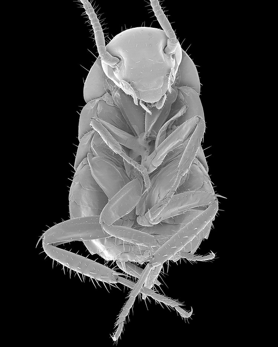 American cockroach, SEM Scanning electron micrograph  SEM  of American cockroach, ventral view  Periplaneta americana . These cockroaches generally live in moist areas, but can survive in dry areas if they have access to water. They prefer warm temperatures around 84 degrees Fahrenheit. They feed on a wide variety of plant and animal material. American cockroaches are the largest of the common roaches. Magnification: x4 when shortest axis printed at 25 millimetres.