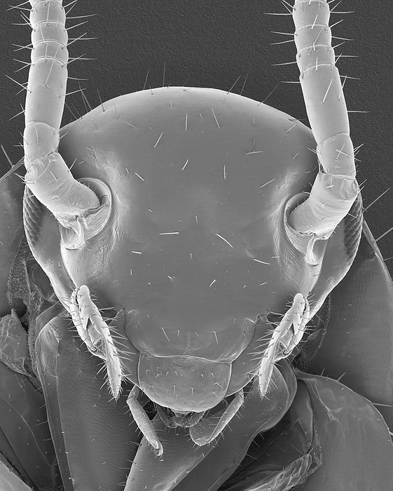 American cockroach head, SEM Scanning electron micrograph  SEM  of American cockroach head  Periplaneta americana . These cockroaches generally live in moist areas, but can survive in dry areas if they have access to water. They prefer warm temperatures around 84 degrees Fahrenheit. They feed on a wide variety of plant and animal material. American cockroaches are the largest of the common roaches. Magnification: x12 when shortest axis printed at 25 millimetres.