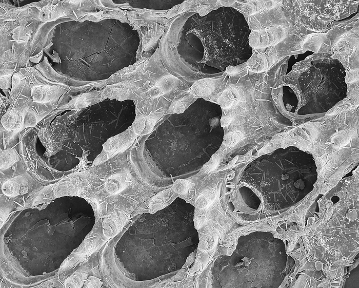 Bryozoan, SEM Scanning electron micrograph  SEM  of Bryozoan, lophophorate animals that consist of microscopic zooids that form colonies. A thin crust is formed around each zooid consisting of a protein and mucopolysaccharide material than can be calcified. Magnification x16 when shortest axis printed at 25 millimetres.