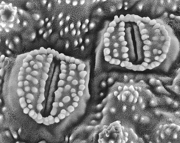 Stomata of scouring rush  Equisetum sp. , SEM Stomata of a horsetail leaf  Equisetum sp , scanning electron micrograph  SEM . The leaf is reduced to a scale on the joint of the stem. Stomata  singular   stoma  are tiny openings in the epidermis of a plant that are surrounded by pairs of crescent shaped cells, called guard cells, that facilitate gas exchange. Magnification: x345 when shortest axis printed at 25 millimetres.