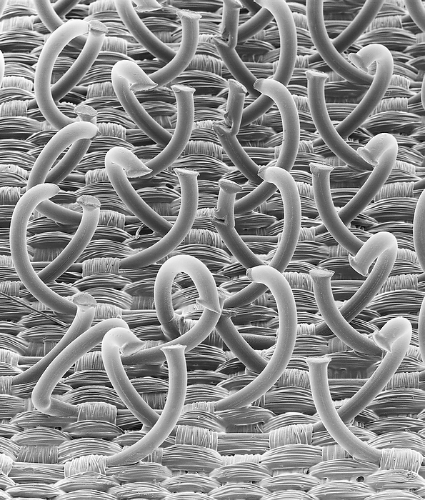 Hooks from hooks and loops fastener, SEM Scanning electron micrograph  SEM  of hooks from a hooks and loops fastener, a two sheet material used to fasten clothes and other fabrics. Most commonly, one sheet consists of hooks  seen here , the other of loops. When the two materials are pushed together the hooks attach to the loops, forming a secure bond, but one that can easily be undone. Some fasteners are made of just hooks. The hook and loop fasteners have been used for many applications where a temporary bond is required. It is especially popular in clothing where it replaces buttons or zippers, and is used as a shoe fastener. A stronger version of the hook and loop material has even made it possible to create semi permanent bonds where higher stress applications are needed. Hook and loop fasteners made from stainless steel are used in the automotive industry to attach parts such as bumpers. Magnification: x4.5 when shortest axis printed at 25 millimetres.