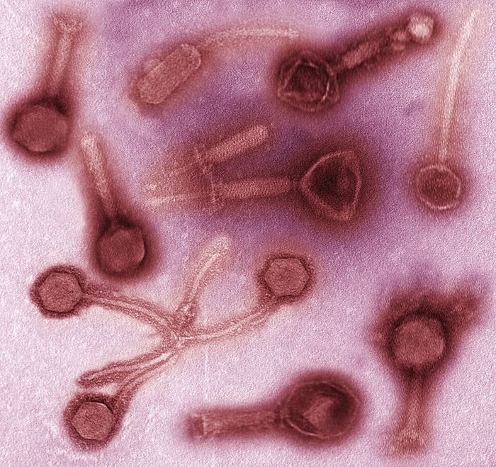 Phage therapy, TEM Phage therapy. Transmission electron micrograph  TEM  of various bacteriophages from a mixed phage theraputic sample. Phage therapy is the therapeutic use of bacteriophages to treat pathogenic bacterial infections. Phage therapy has many potential applications in human medicine as well as dentistry, veterinary science, and agriculture. Bacteriophages are much more specific than antibiotics. They are typically harmless not only to the host organism, but also to other beneficial bacteria, such as the gut flora, reducing the chances of opportunistic infections. Because phages replicate in vivo, a smaller effective dose can be used. On the other hand, this specificity is also a disadvantage: a phage will only kill a bacterium if it is a match to the specific strain. Consequently, phage mixtures are often applied to improve the chances of success. Magnification: x6000   10 centimetres wide.