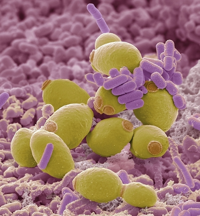 Probiotic flora, SEM Probiotic flora, scanning electron micrograph  SEM . Probiotics are defined as live microorganisms that are believed to provide health benefits when consumed. Saccharomyces boulardii  yellow  is sometimes used as a probiotic with the purpose of introducing beneficial active yeast cultures into the large and small intestine, as well as conferring protection against pathogenic microorganisms in the host. Lactobacillus  pink purple  may be taken for general digestive and urogenital problems. Magnification: x5000 when printed at 10 centimetres wide.