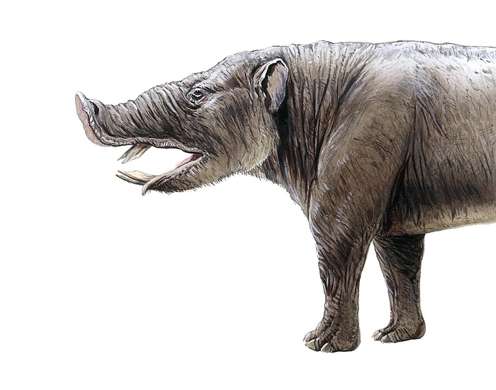 Pyrotherium, illustration Pyrotherium, illustration. This extinct prehistoric mammal was an ungulate  hoofed animal . It lived from 28 to 23 million years ago, during the Oligocene. It resembled an elephant, and was about 3 metres long and 1.5 metres at the shoulder. Its fossils are found in Patagonia in South America.