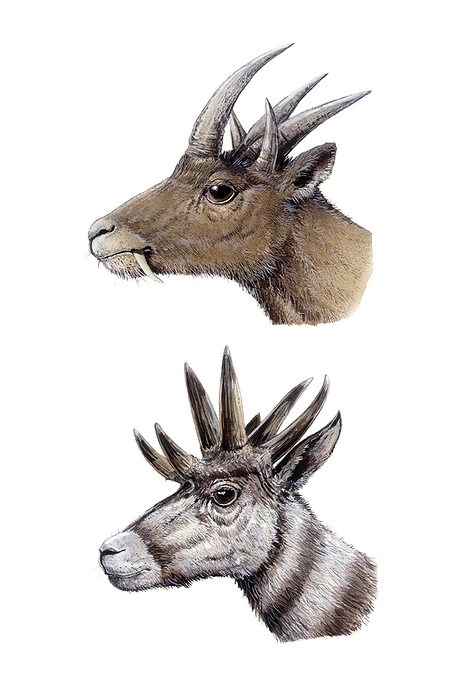 Hoplitomeryx and Hexameryx, illustration Hoplitomeryx and Hexameryx, illustration. These extinct prehistoric pronghorn deer both lived during the Pliocene, with Hoplitomeryx  top  also existing earlier at the time of the Miocene. Hoplitomeryx lived in Europe, in Italy, while fossils of Hexameryx have been found in Florida, in North America. Hoplitomeryx had a central nasal horn in addition to its paired prong horns. Hexameryx had six horns.