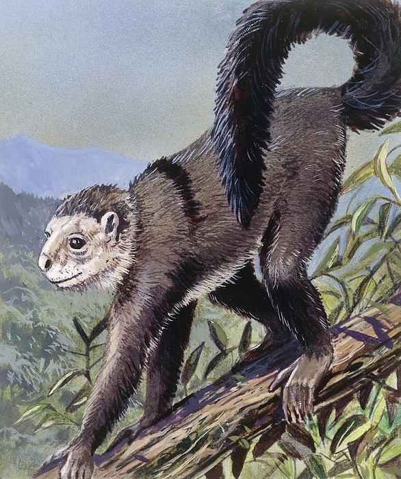 Smilodectes, illustration Smilodectes, illustration. This extinct prehistoric primate lived between 55 and 50 million years ago, during the Early Eocene. An early form of primate, it fed on leaves in its forest habitat. Its fossils have been found in North America.