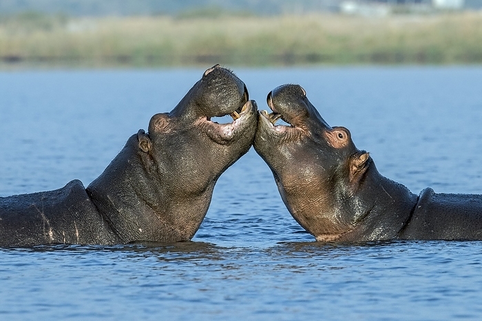 Hippopotamuses being affectionate Two members of a pod of hippopotamuses  Hippopotamus amphibius  being affectionate and playful on the Chobe river between Namibia and Botswana.