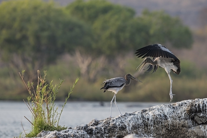 Immature yellow billed storks at play Two juvenile yellow billed storks  Mycteria ibis  playing on a rocky outcrop in the Chobe river between Namibia and Botswana.